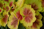 Indian Dunes Geranium